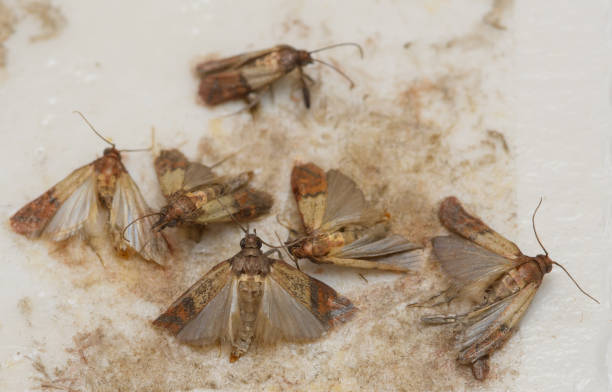 How to Get Rid of Pantry Moths – Effective Strategies for Elimination